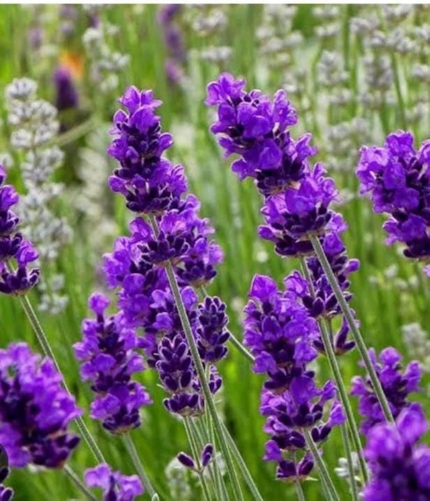 Lavender (flower Lavandula angustifolia) for planting in garden